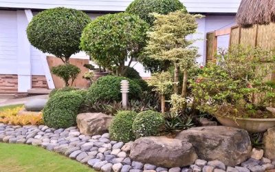 Choosing the Best Plants for Your Landscape Based on Soil and Sunlight